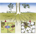 Bio Pesticide VAM-PR Root Fertilizer Mycorrhizae